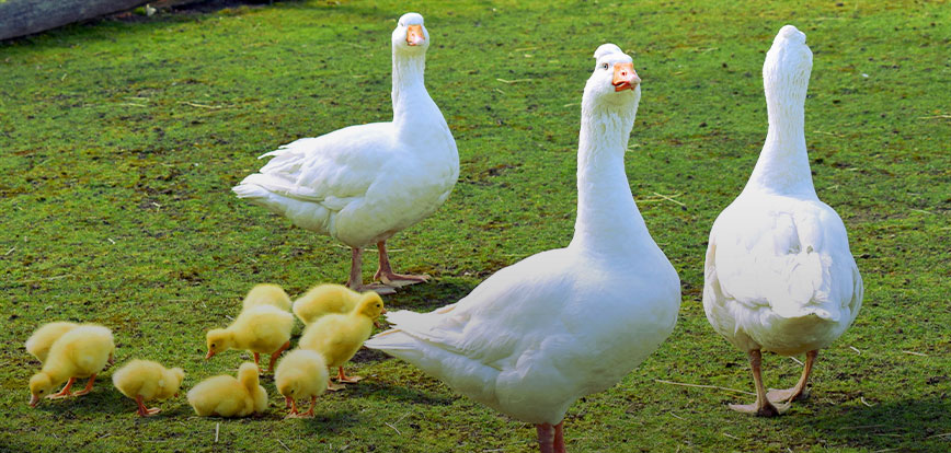 Cria&ccedil;&atilde;o de Patos e Gansos