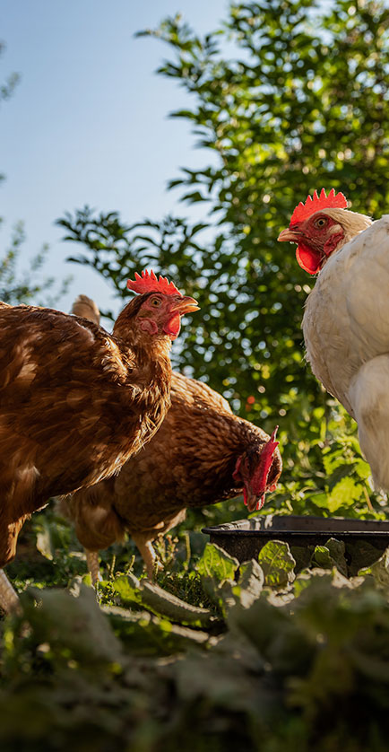Cria&ccedil;&atilde;o de Frangos