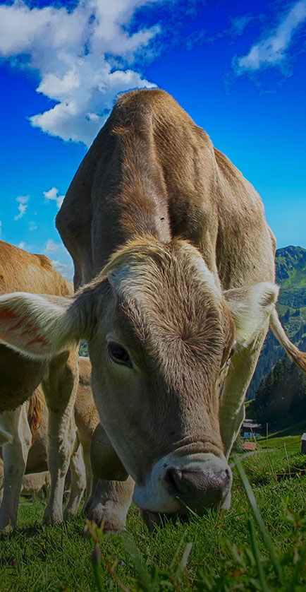 Cria&ccedil;&atilde;o de gado